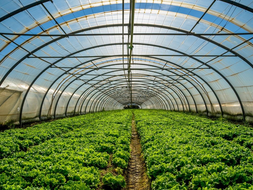 Commercial greenhouses